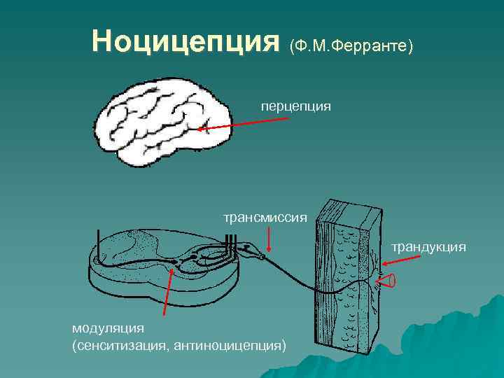 Ноцицепция (Ф. М. Ферранте) перцепция трансмиссия трандукция модуляция (сенситизация, антиноцицепция) 