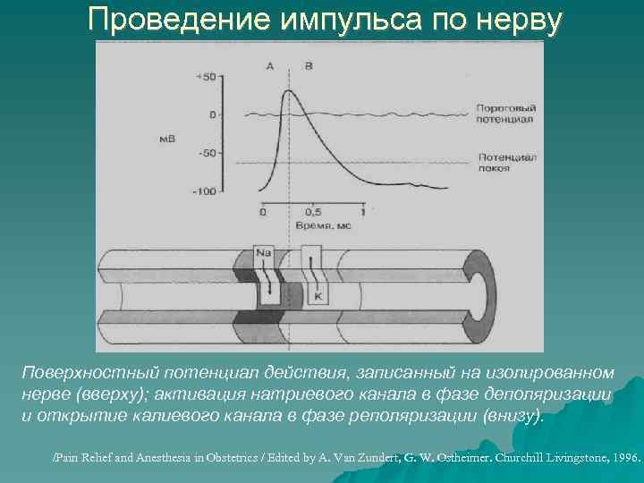 Проведение импульса по нерву Поверхностный потенциал действия, записанный на изолированном нерве (вверху); активация натриевого