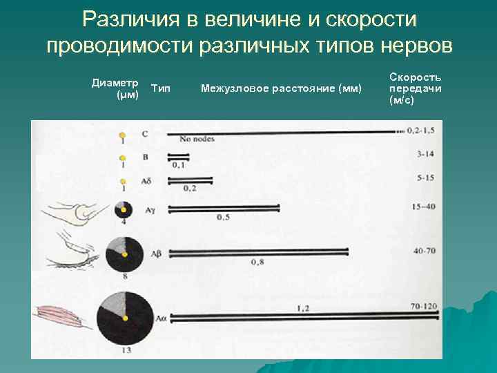 Различия в величине и скорости проводимости различных типов нервов Диаметр (μм) Тип Межузловое расстояние