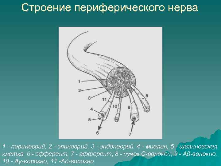 Строение периферического нерва 1 - периневрий, 2 - эпиневрий, 3 - эндоневрий, 4 -