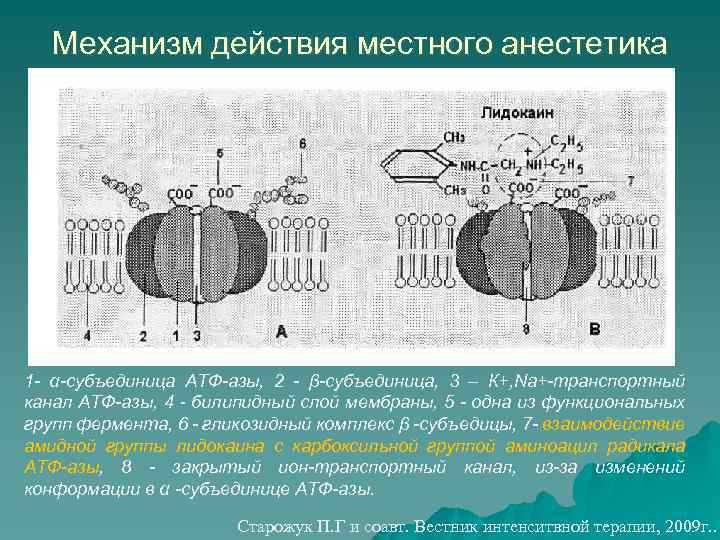 Действуют местно. Механизм действия анестетиков. Местные анестетики механизм действия. Схема действия местных анестетиков. Механизм действия местного анестетика.