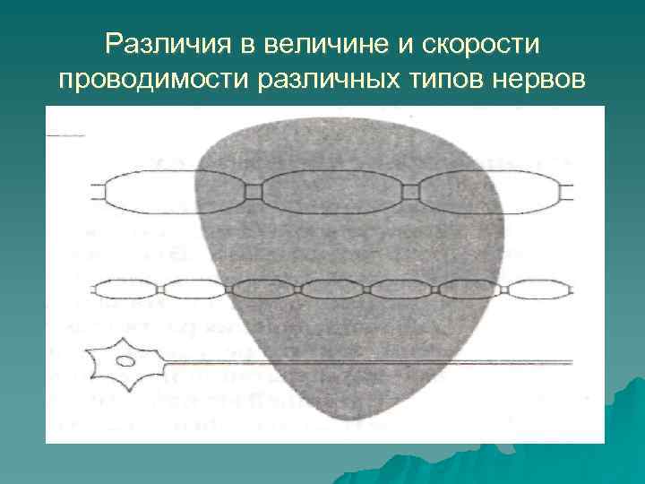 Различия в величине и скорости проводимости различных типов нервов 