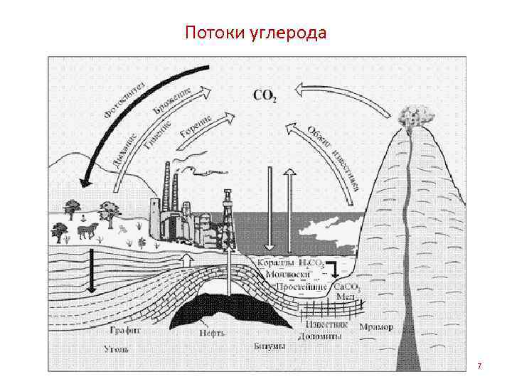 Потоки углерода 7 