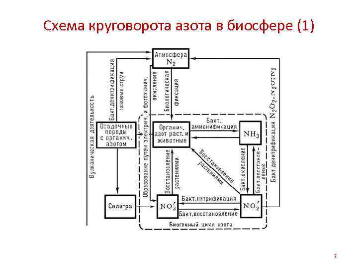 Схема круговорота азота в биосфере схема