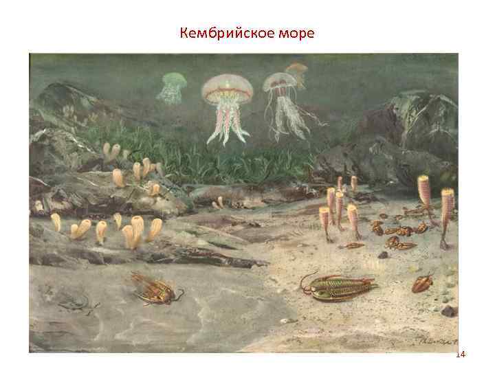 Кембрийское море 14 