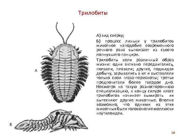 На рисунке изображен трилобит