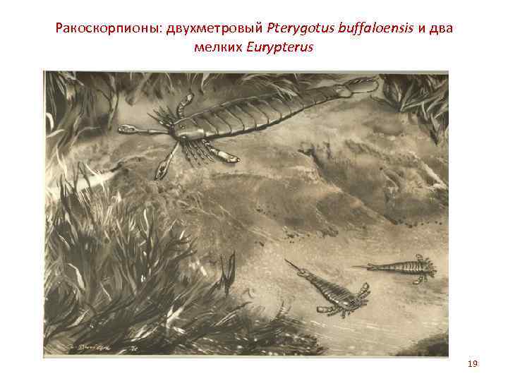Ракоскорпионы: двухметровый Pterygotus buffaloensis и два мелких Eurypterus 19 