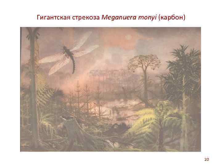 Гигантская стрекоза Meganuera monyi (карбон) 20 