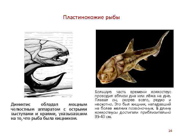 Пластинокожие рыбы Динихтис обладал мощным челюстным аппаратом с острыми выступами и краями, указывавшим на