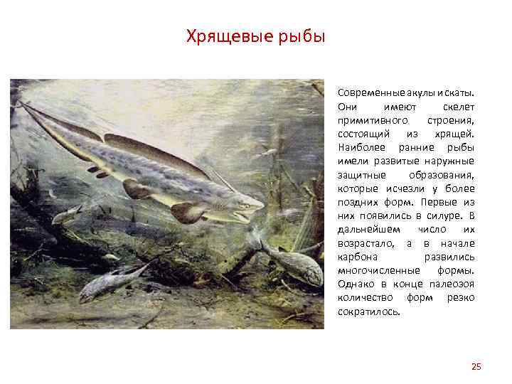 Хрящевые рыбы Современные акулы и скаты. Они имеют скелет примитивного строения, состоящий из хрящей.