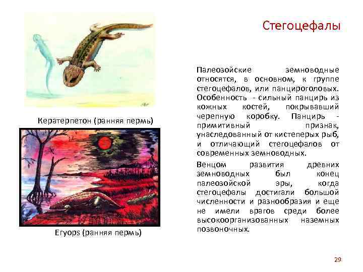 Стегоцефалы Кератерпетон (ранняя пермь) Eryops (ранняя пермь) Палеозойские земноводные относятся, в основном, к группе