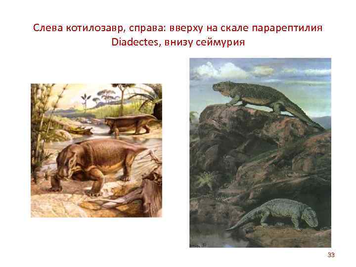 Слева котилозавр, справа: вверху на скале парарептилия Diadectes, внизу сеймурия 33 