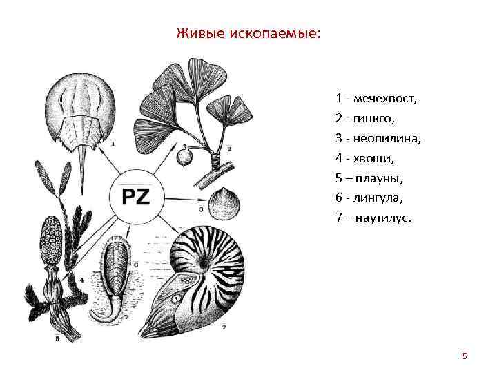 Живые ископаемые: 1 - мечехвост, 2 - гинкго, 3 - неопилина, 4 - хвощи,