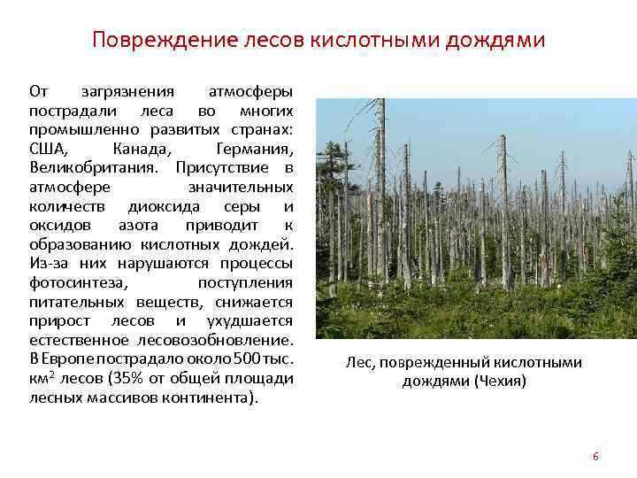 Антропогенные воздействия на лес. Загрязнение атмосферы кислотные дожди. Антропогенное воздействие на лес. Влияние кислотных дождей на леса. Антропогенное воздействие на леса.