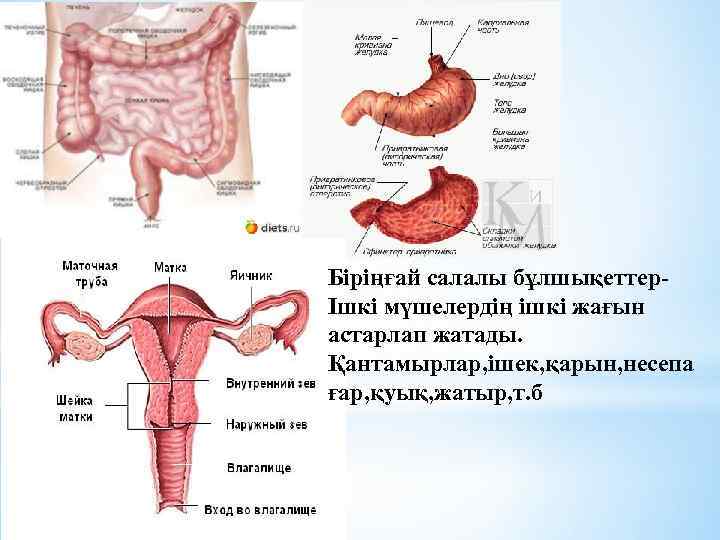 Біріңғай салалы бұлшықеттерІшкі мүшелердің ішкі жағын астарлап жатады. Қантамырлар, ішек, қарын, несепа ғар, қуық,