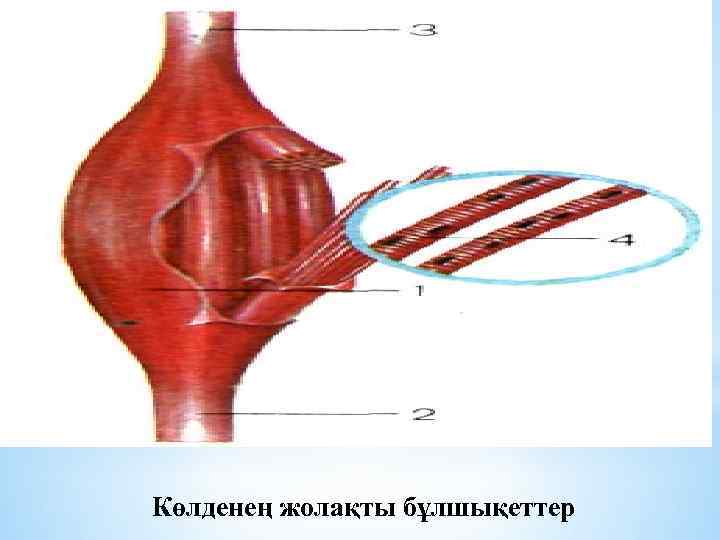 Көлденең жолақты бұлшықеттер 