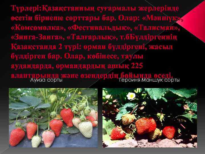 Түрлері: Қазақстанның суғармалы жерлерінде өсетін бірнеше сорттары бар. Олар: «Мәншүк» , «Комсомолка» , «Фестивальдық»