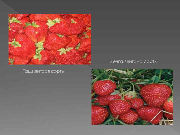 Зенга-зенгана сорты Ташкентсая сорты 