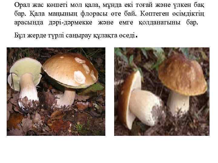 Орал жас көшеті мол қала, мұнда екі тоғай және үлкен бақ бар. Қала маңының