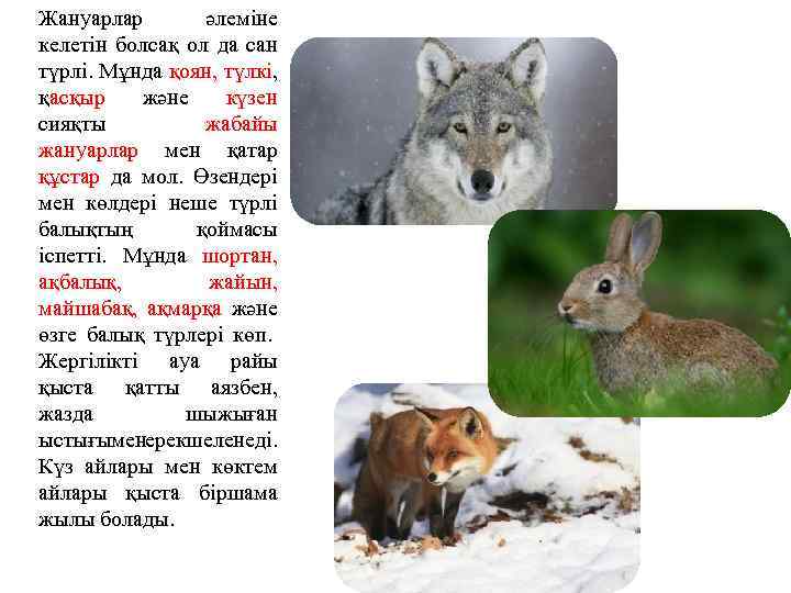 Жануарлар әлеміне келетін болсақ ол да сан түрлі. Мұнда қоян, түлкі, қасқыр және күзен