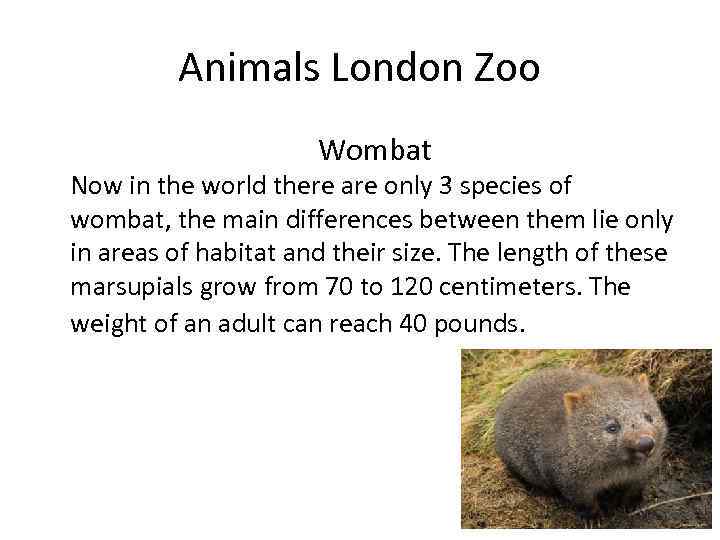 Animals London Zoo Wombat Now in the world there are only 3 species of