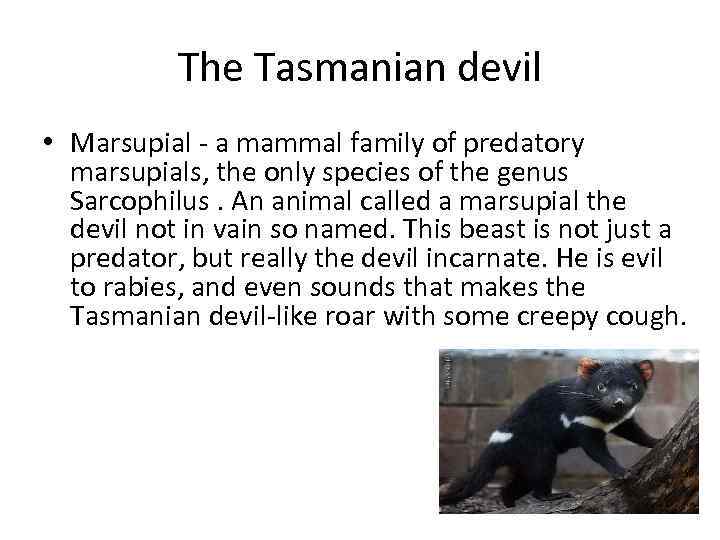 The Tasmanian devil • Marsupial - a mammal family of predatory marsupials, the only