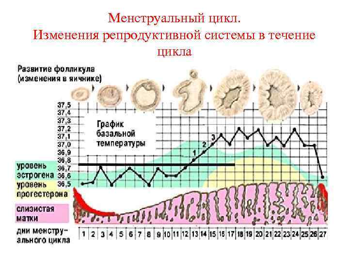 Менструальный цикл. Изменения репродуктивной системы в течение цикла 