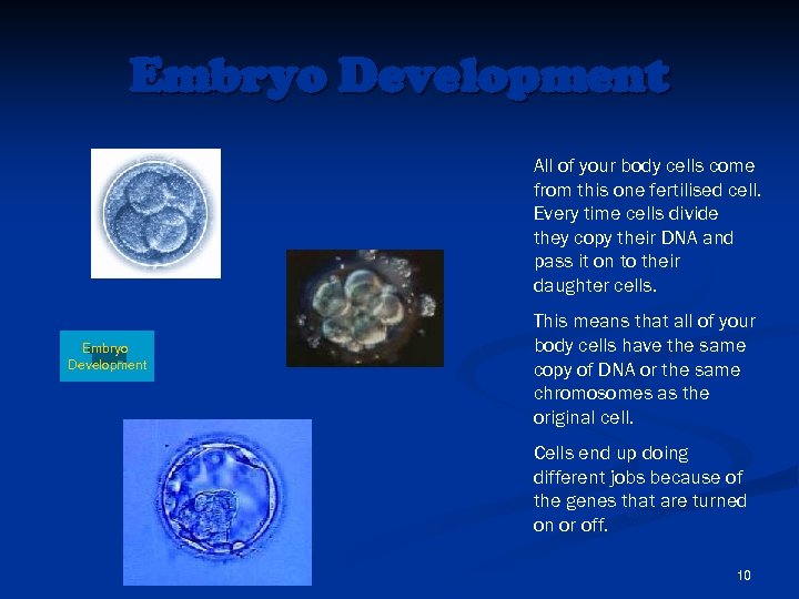 Embryo Development All of your body cells come from this one fertilised cell. Every