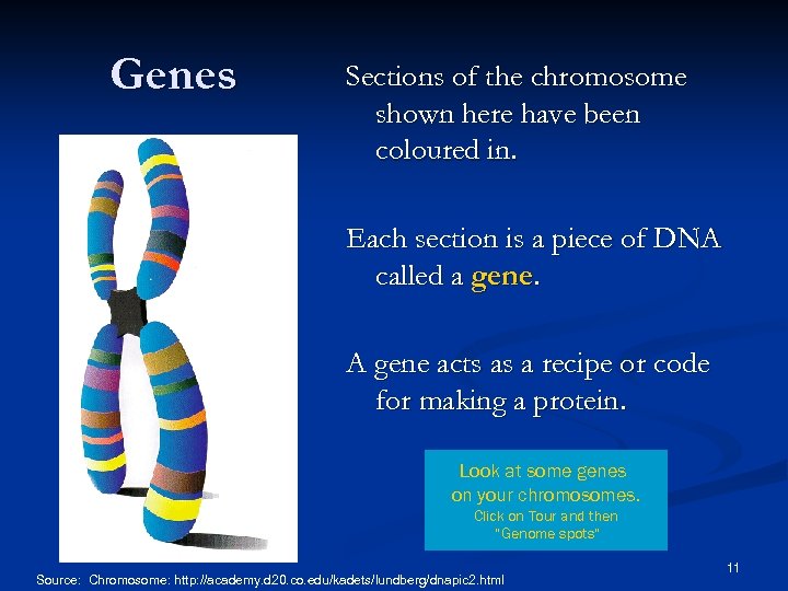 Genes Sections of the chromosome shown here have been coloured in. Each section is