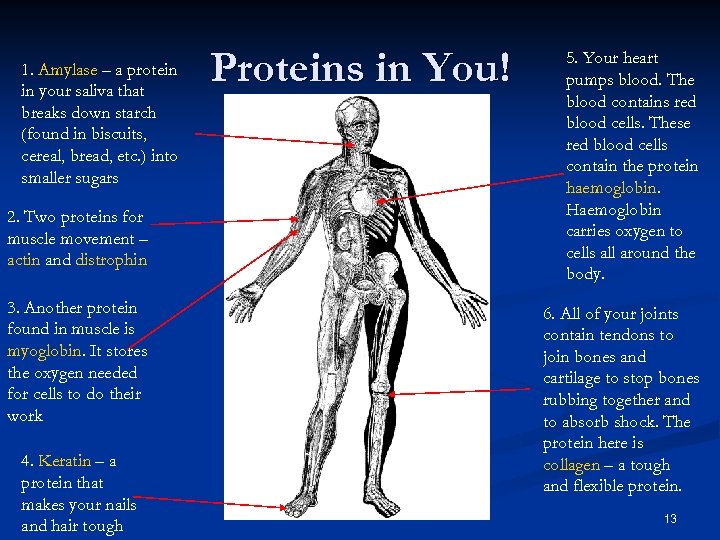 1. Amylase – a protein in your saliva that breaks down starch (found in