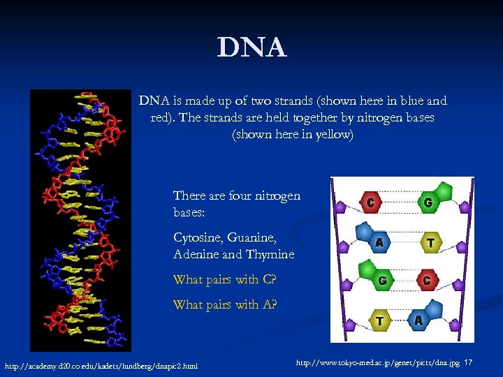 DNA is made up of two strands (shown here in blue and red). The