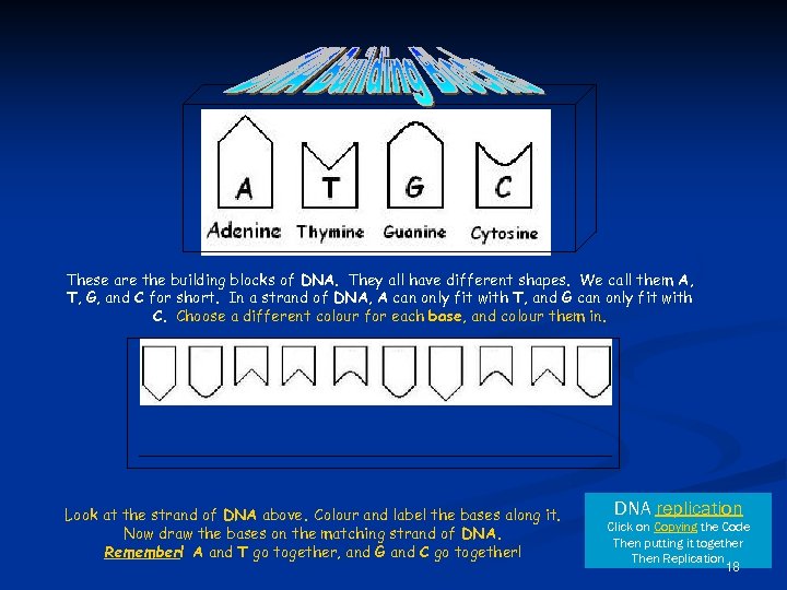 These are the building blocks of DNA. They all have different shapes. We call