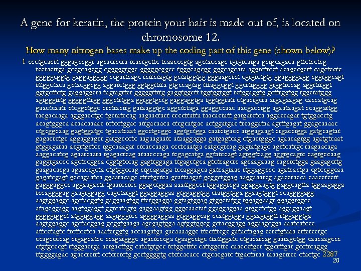 A gene for keratin, the protein your hair is made out of, is located