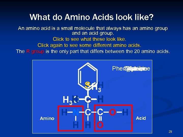 What do Amino Acids look like? An amino acid is a small molecule that