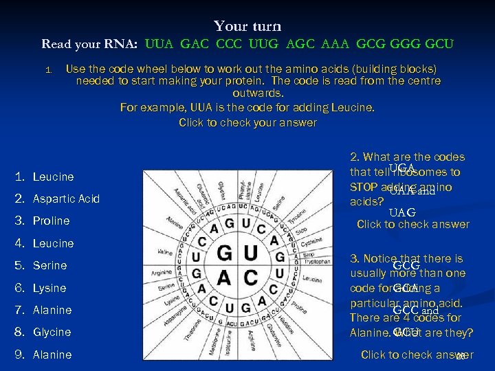 Your turn Read your RNA: UUA GAC CCC UUG AGC AAA GCG GGG GCU