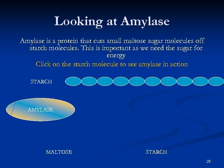 Looking at Amylase is a protein that cuts small maltose sugar molecules off starch