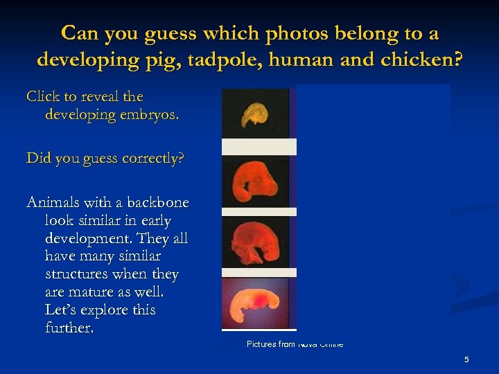 Can you guess which photos belong to a developing pig, tadpole, human and chicken?