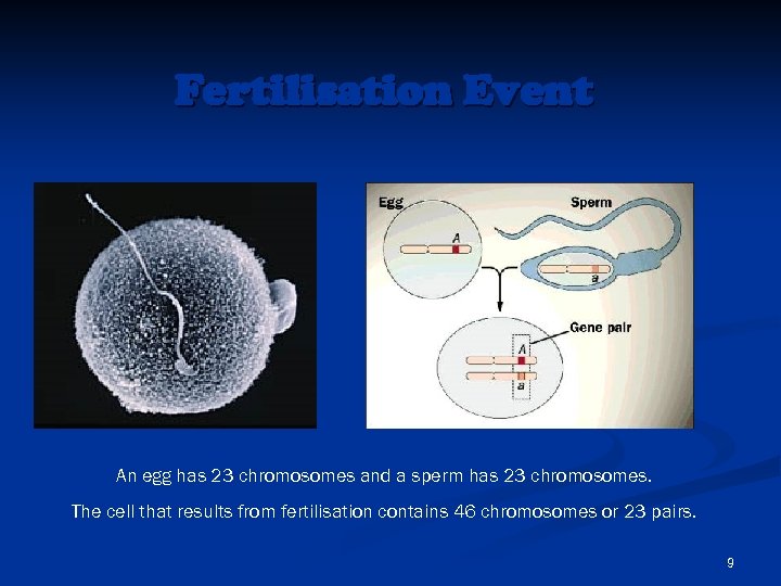 Fertilisation Event An egg has 23 chromosomes and a sperm has 23 chromosomes. The