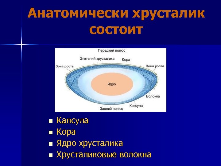 Анатомически хрусталик состоит n n Капсула Кора Ядро хрусталика Хрусталиковые волокна 