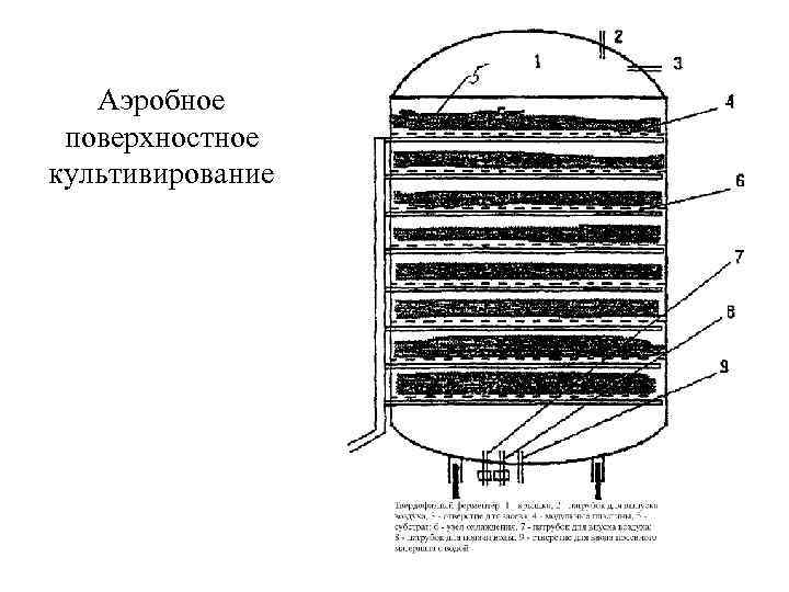 Аэробное поверхностное культивирование 