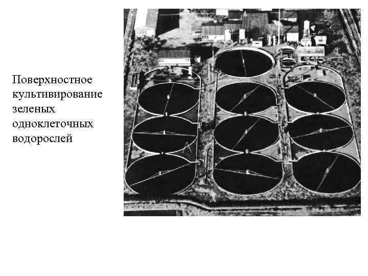 Поверхностное культивирование зеленых одноклеточных водорослей 