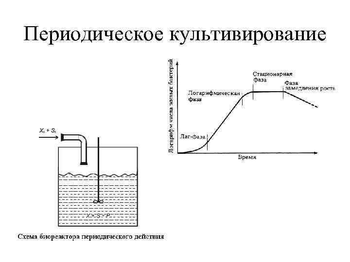 Периодическое культивирование 