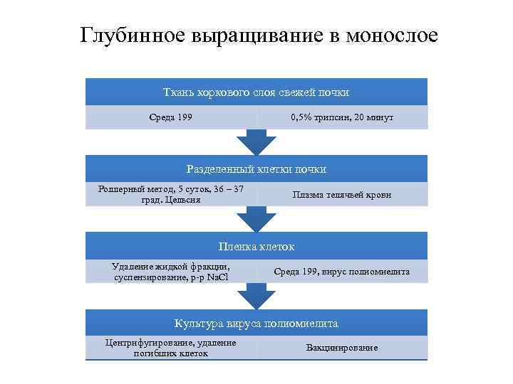 Глубинное выращивание в монослое Ткань коркового слоя свежей почки Среда 199 0, 5% трипсин,