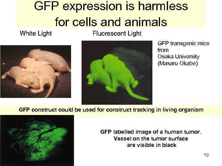 GFP expression is harmless for cells and animals GFP transgenic mice from Osaka University
