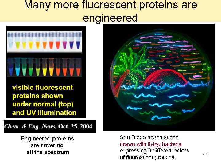 Many more fluorescent proteins are engineered Engineered proteins are covering all the spectrum San