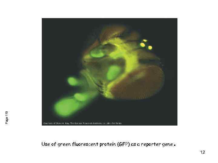 Page 119 Use of green fluorescent protein (GFP) as a reporter gene . 12