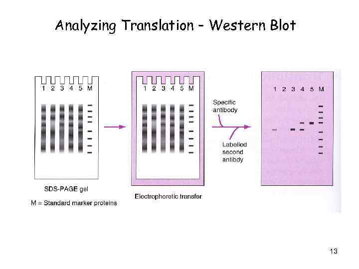 Analyzing Translation – Western Blot 13 