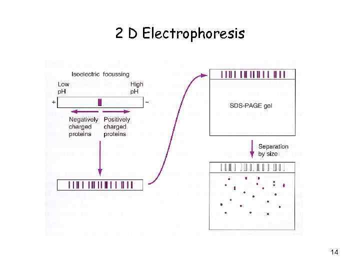 2 D Electrophoresis 14 