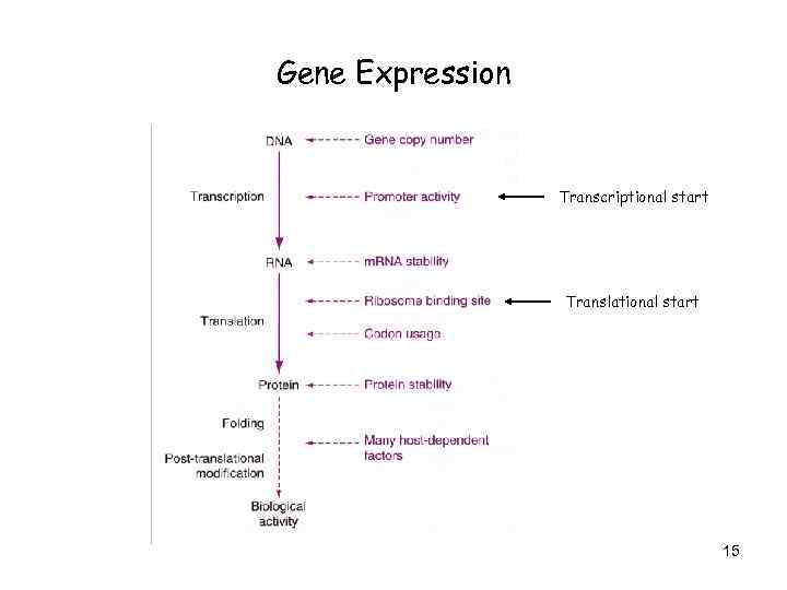 Gene Expression Transcriptional start Translational start 15 
