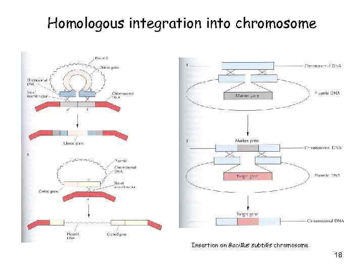 Homologous integration into chromosome Insertion on Bacillus subtilis chromosome 18 